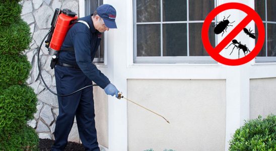 Şişli Kemirgen İlaçlama böcek ilaçlama ve haşere kontrolü — ilaclama-tr.com